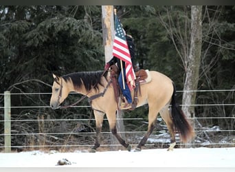 American Quarter Horse, Gelding, 4 years, 15,2 hh, Buckskin