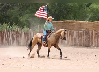 American Quarter Horse, Gelding, 4 years, 15,2 hh, Buckskin