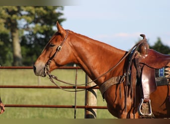 American Quarter Horse, Gelding, 4 years, 15.2 hh, Chestnut