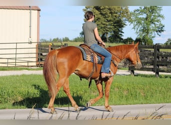 American Quarter Horse, Gelding, 4 years, 15.2 hh, Chestnut