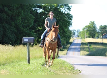 American Quarter Horse, Gelding, 4 years, 15.2 hh, Chestnut