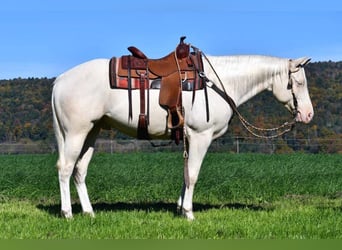 American Quarter Horse, Wallach, 4 Jahre, 15,2 hh, Cremello