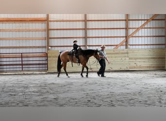 American Quarter Horse, Gelding, 4 years, 15.2 hh, Dun