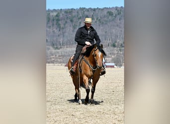 American Quarter Horse, Gelding, 4 years, 15.2 hh, Dun
