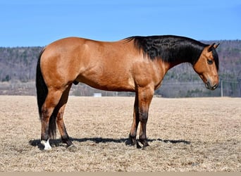 American Quarter Horse, Gelding, 4 years, 15.2 hh, Dun