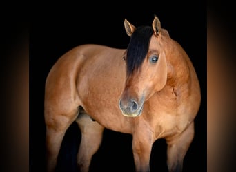 American Quarter Horse, Gelding, 4 years, 15.2 hh, Dun