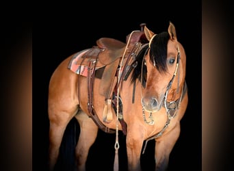 American Quarter Horse, Gelding, 4 years, 15.2 hh, Dun