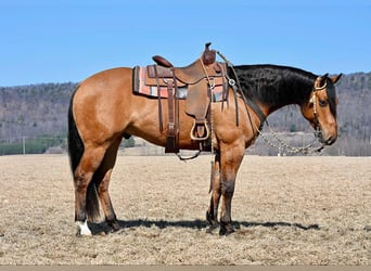 American Quarter Horse, Gelding, 4 years, 15.2 hh, Dun