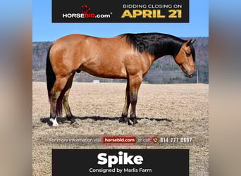 American Quarter Horse, Gelding, 4 years, 15.2 hh, Dun