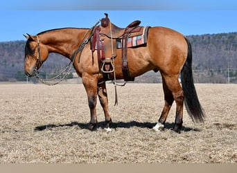 American Quarter Horse, Gelding, 4 years, 15.2 hh, Dun