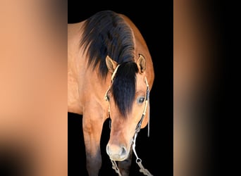 American Quarter Horse, Gelding, 4 years, 15.2 hh, Dun
