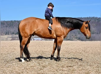 American Quarter Horse, Gelding, 4 years, 15.2 hh, Dun