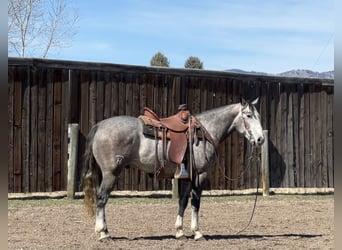 American Quarter Horse, Gelding, 4 years, 15.2 hh, Gray