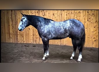 American Quarter Horse, Gelding, 4 years, 15.2 hh, Gray