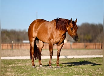 American Quarter Horse, Gelding, 4 years, 15,2 hh, Red Dun