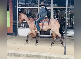 American Quarter Horse, Gelding, 4 years, 15.2 hh, Roan-Bay