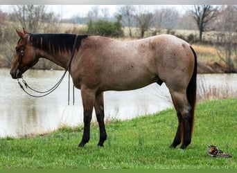 American Quarter Horse, Gelding, 4 years, 15.2 hh, Roan-Bay