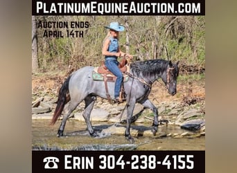 American Quarter Horse, Gelding, 4 years, 15,2 hh, Roan-Blue