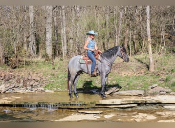 American Quarter Horse, Gelding, 4 years, 15,2 hh, Roan-Blue