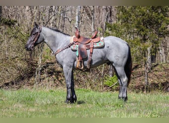 American Quarter Horse, Gelding, 4 years, 15,2 hh, Roan-Blue