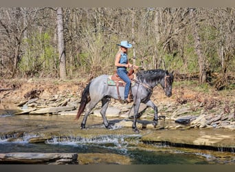 American Quarter Horse, Gelding, 4 years, 15,2 hh, Roan-Blue