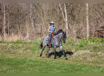 American Quarter Horse, Gelding, 4 years, 15,2 hh, Roan-Blue