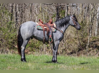 American Quarter Horse, Gelding, 4 years, 15,2 hh, Roan-Blue