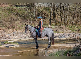 American Quarter Horse, Gelding, 4 years, 15,2 hh, Roan-Blue