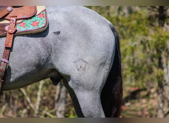 American Quarter Horse, Gelding, 4 years, 15,2 hh, Roan-Blue