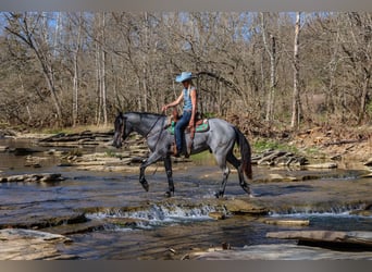 American Quarter Horse, Gelding, 4 years, 15,2 hh, Roan-Blue