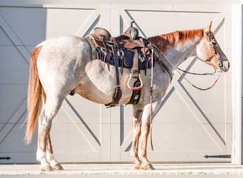 American Quarter Horse, Gelding, 4 years, 15.2 hh, Roan-Red