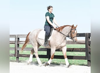 American Quarter Horse, Gelding, 4 years, 15.2 hh, Roan-Red