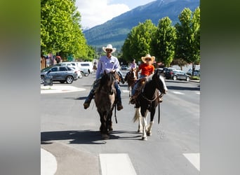 American Quarter Horse, Wallach, 4 Jahre, 15,2 hh, Tobiano-alle-Farben