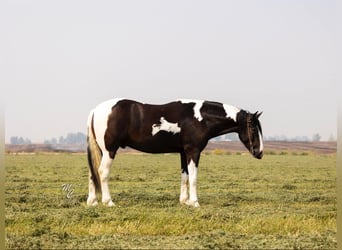 American Quarter Horse, Wallach, 4 Jahre, 15,2 hh, Tobiano-alle-Farben