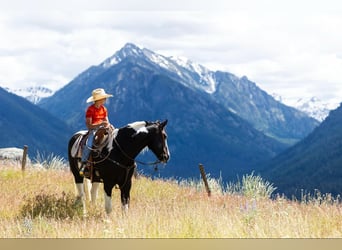 American Quarter Horse, Wallach, 4 Jahre, 15,2 hh, Tobiano-alle-Farben