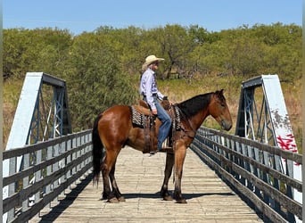 American Quarter Horse, Gelding, 4 years, 15.3 hh, Bay