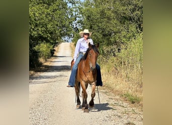 American Quarter Horse, Gelding, 4 years, 15.3 hh, Bay