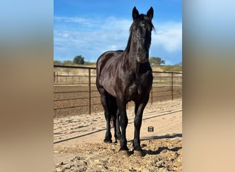 American Quarter Horse, Gelding, 4 years, 15,3 hh, Black