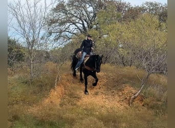 American Quarter Horse, Gelding, 4 years, 15,3 hh, Black