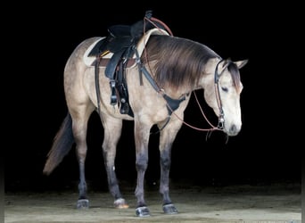 American Quarter Horse, Gelding, 4 years, 15.3 hh, Buckskin