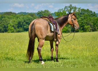 American Quarter Horse, Gelding, 4 years, 15.3 hh, Dun