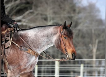 American Quarter Horse, Gelding, 4 years, 15,3 hh, Roan-Bay