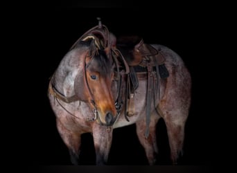 American Quarter Horse, Gelding, 4 years, 15.3 hh, Roan-Bay