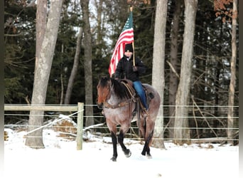 American Quarter Horse, Gelding, 4 years, 15.3 hh, Roan-Bay