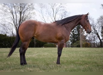 American Quarter Horse, Gelding, 4 years, 15.3 hh, Roan-Bay