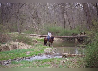 American Quarter Horse, Gelding, 4 years, 15.3 hh, Roan-Bay
