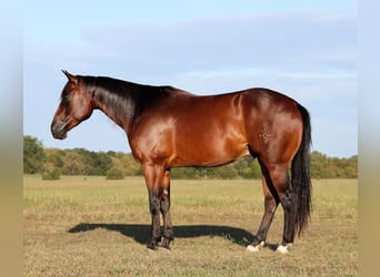 American Quarter Horse, Wallach, 4 Jahre, 15 hh, Rotbrauner