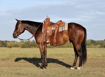 American Quarter Horse, Wallach, 4 Jahre, 15 hh, Rotbrauner