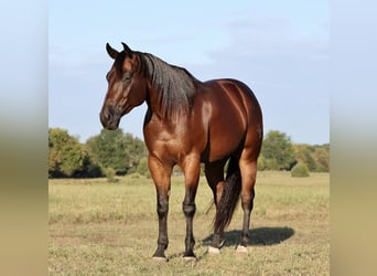 American Quarter Horse, Wallach, 4 Jahre, 15 hh, Rotbrauner