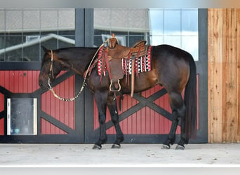 American Quarter Horse, Gelding, 4 years, 15 hh, Bay